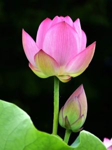 lotus09.jpg