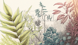 背景や挿絵用の植物の色鉛筆画 | 1599826-18284