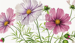 コスモスの花の水彩画