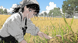 田んぼで農作業をしている女性 | 208154-10536