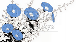 アサガオの花（シンプルな色使い） | 2434425-10218