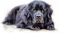 ニューファンドランド犬の水彩画 | 2942133-18475