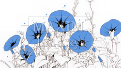 アサガオの花（シンプルな色使い） | 3365756-10211