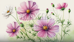 コスモスの花の水彩画 | 4220355-18253