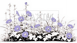 アサガオの花（シンプルな色使い） | 5543387-10222