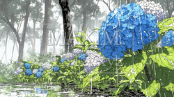 満開のアジサイと梅雨の雨 | 5617008-9032