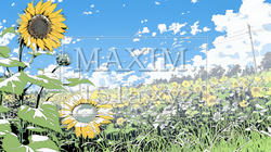 満開のひまわりと真夏の青空｜5686413-10374
