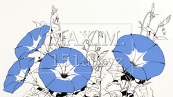 アサガオの花（シンプルな色使い） | 6095918-10216
