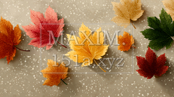 秋の紅葉の葉のフラットな背景画像
