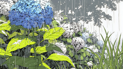 満開のアジサイと梅雨の雨 | 7101399-9035