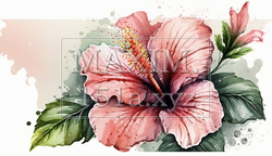 ハイビスカスの花の水彩画