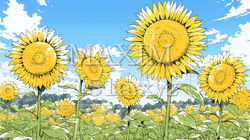 満開のひまわりと真夏の青空｜8402991-10358