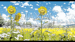 満開のひまわりと真夏の青空｜8538586-10363