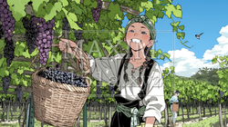 葡萄を収穫している若い女性 | 849571-6101