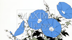 アサガオの花（シンプルな色使い） | 8678434-10223