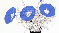 アサガオの花（シンプルな色使い）