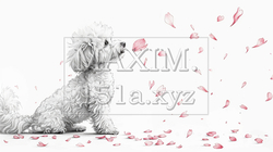 桜の花びらと戯れているトイプードル