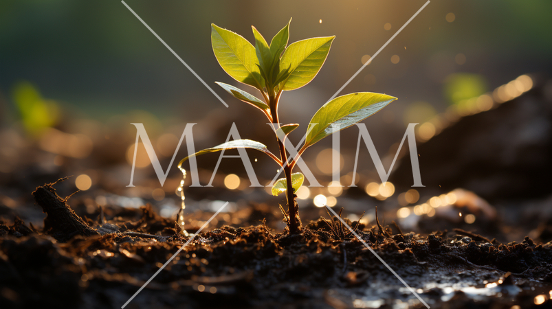 再生と希望：新しい木の芽が未来に向けて伸びようとしている