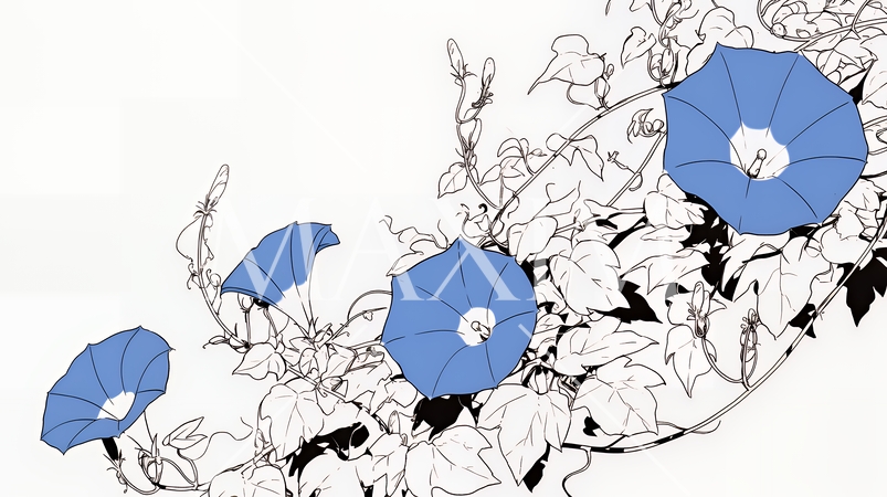 アサガオの花（シンプルな色使い）