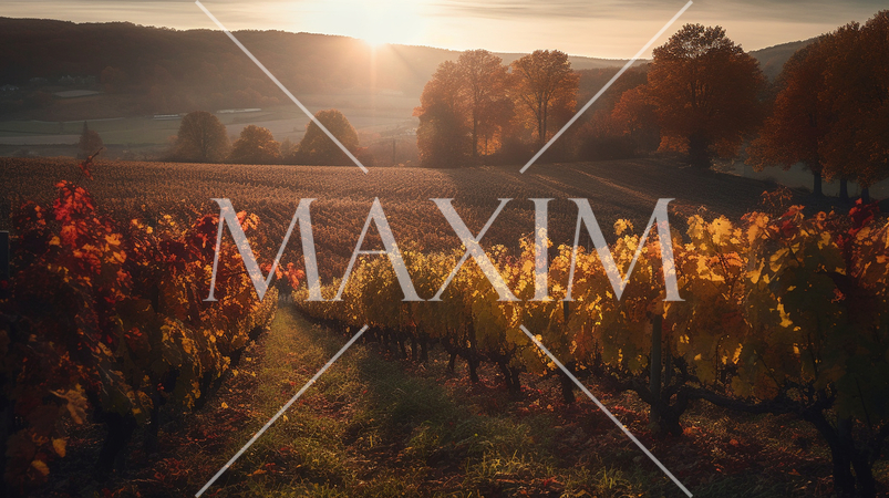 朝日に照らされるボージョレ地方のブドウ畑