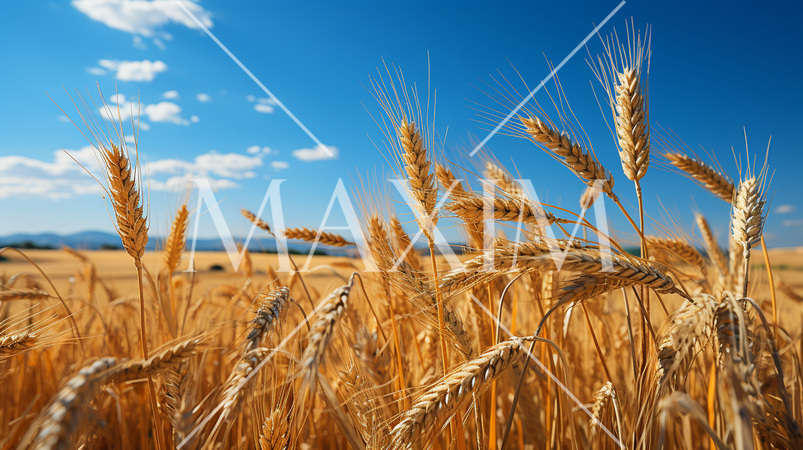 ウクライナの国旗にもなっている原風景：広大な小麦畑の上に青い空が広がっている