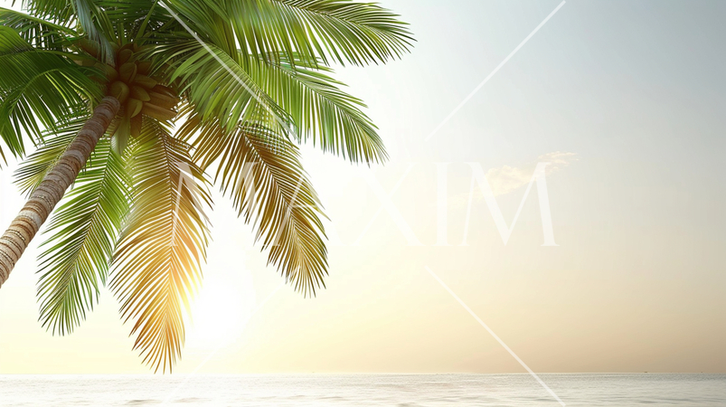 椰子の木の向こうに見える水平線と逆光気味の朝日・夕日