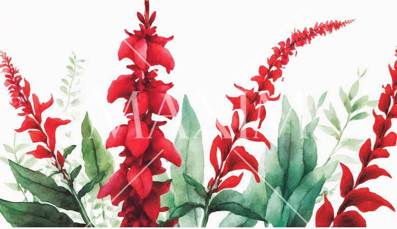 サルビアの花の水彩画