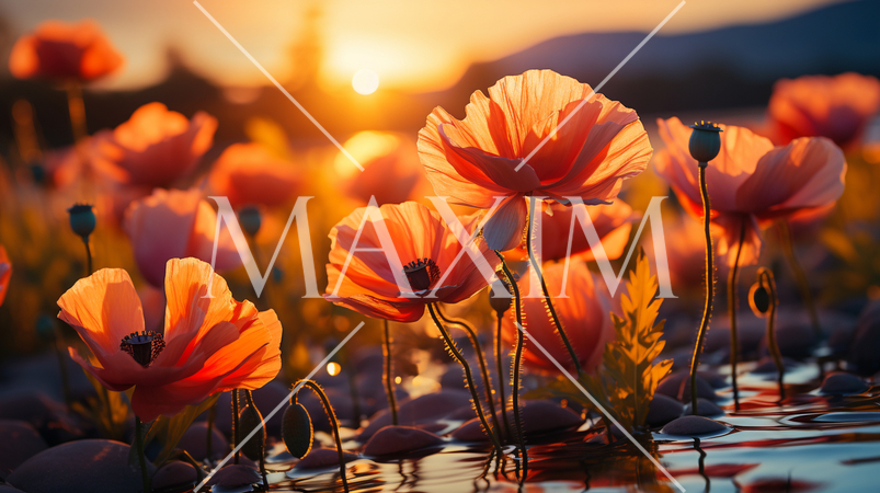 夕暮れ時のポピー畑