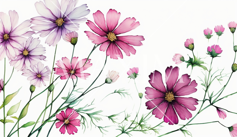 コスモスの花の水彩画