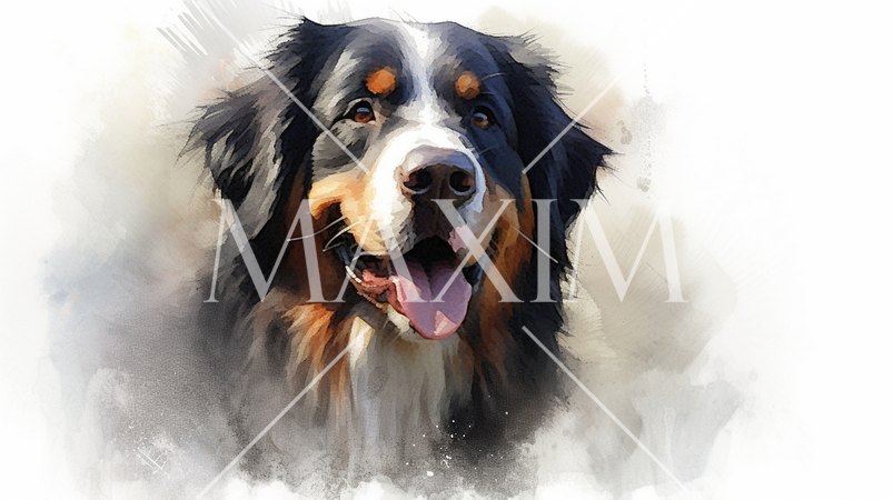 バーニーズ・マウンテン・ドッグの水彩画