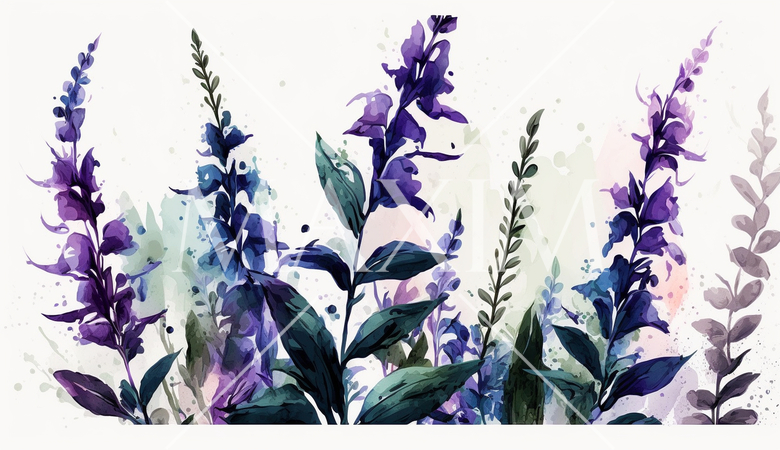 サルビアの花の水彩画