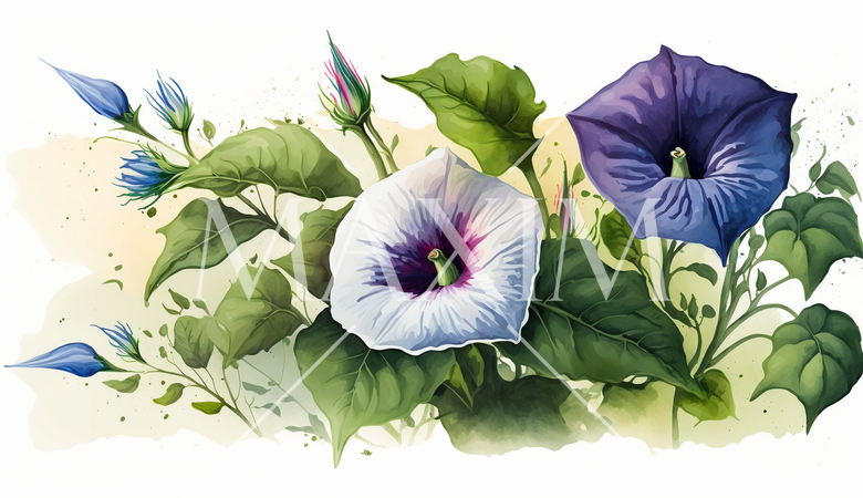 アサガオの花の水彩画