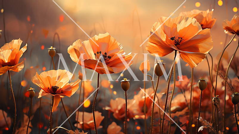 夕暮れ時のポピー畑