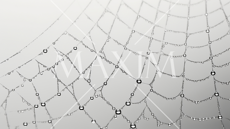 蜘蛛の巣のイメージの背景：精緻CG