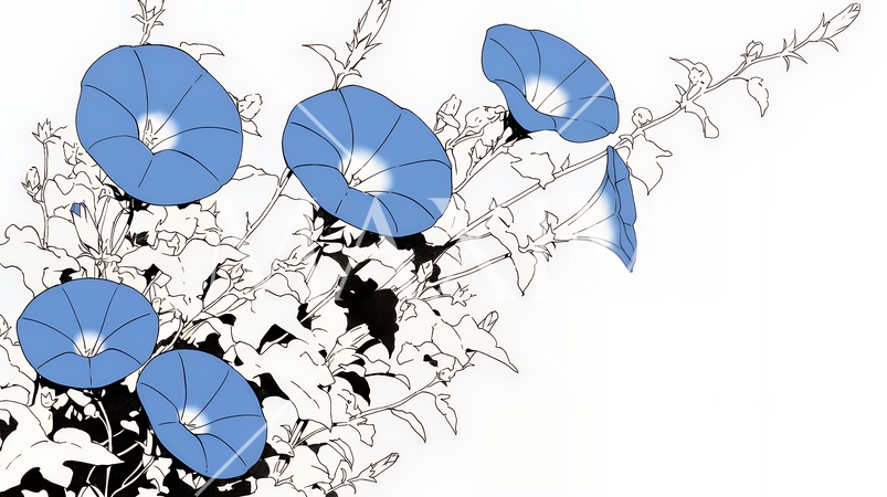 アサガオの花（シンプルな色使い）