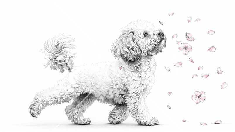 桜の花びらと戯れているトイプードル