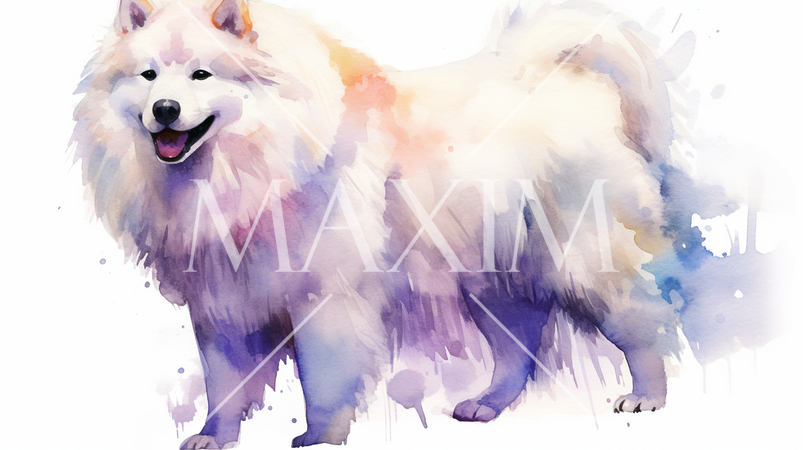 サモエドの水彩画