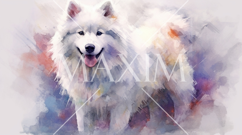 サモエドの水彩画