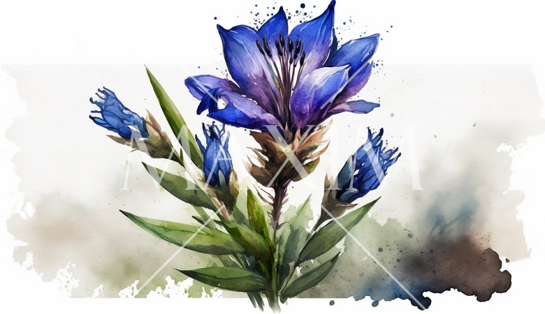 リンドウの花の水彩画