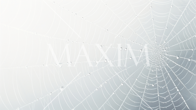 蜘蛛の巣のイメージの背景：精緻CG
