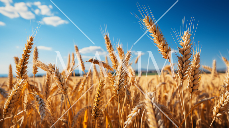 ウクライナの国旗にもなっている原風景：広大な小麦畑の上に青い空が広がっている