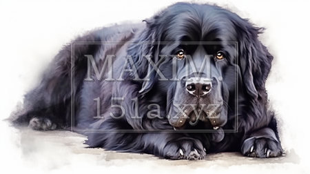 ニューファンドランド犬の水彩画（イラストID:2942133-18475）