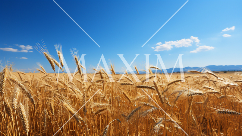 ウクライナの国旗にもなっている原風景：広大な小麦畑の上に青い空が広がっている