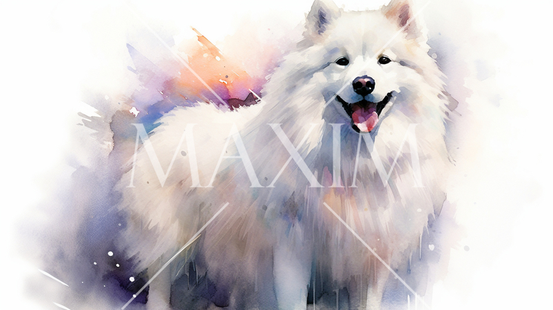 サモエドの水彩画