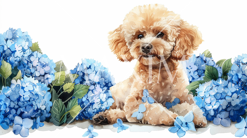 あじさいとトイプードル