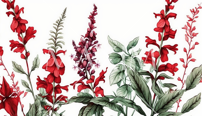 サルビアの花の水彩画