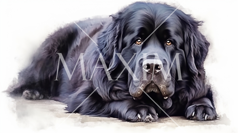 ニューファンドランド犬の水彩画