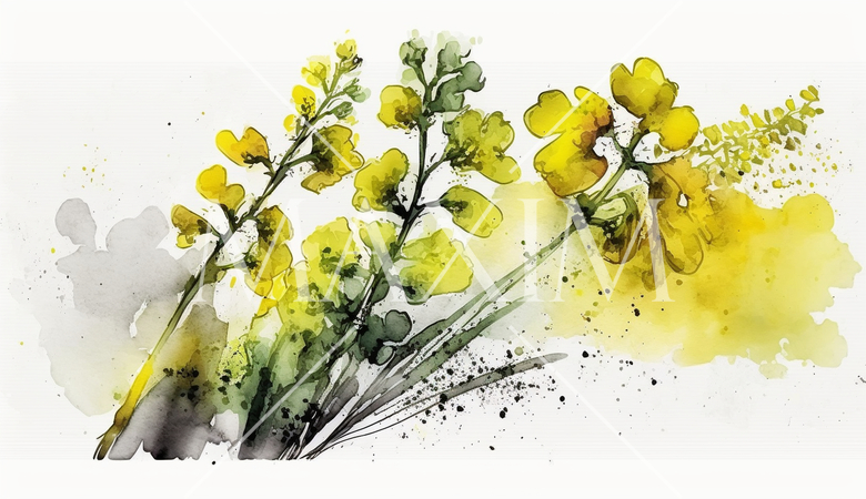 菜の花（油菜）の水彩画