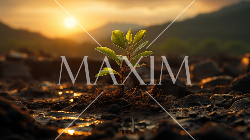 再生と希望：新しい木の芽が未来に向けて伸びようとしている