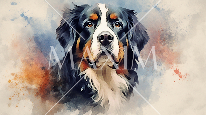 バーニーズ・マウンテン・ドッグの水彩画